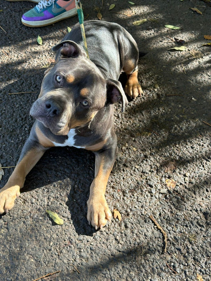 HD-Metallbild - Expressives Aquarell